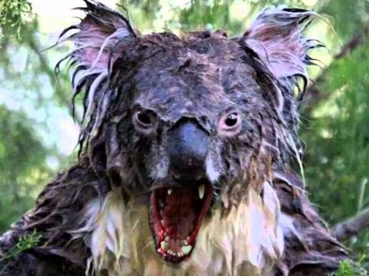 drop_bear.png